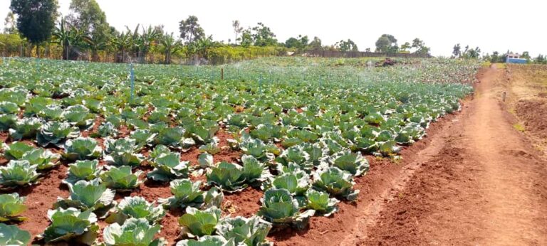 Cabbage farming in Namayingo District of Uganda.