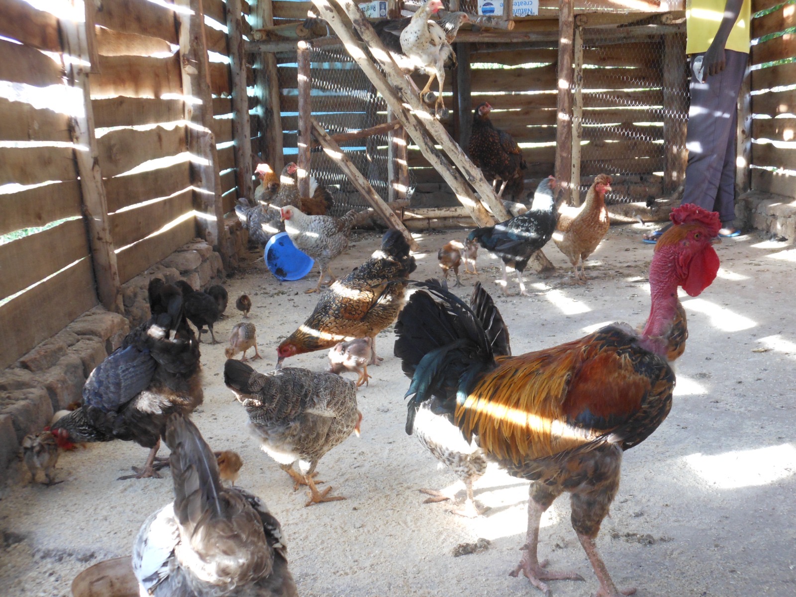 Poultry Project in Soroti,Uganda