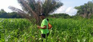 Founder inspecting two acre maize farm in Ghana