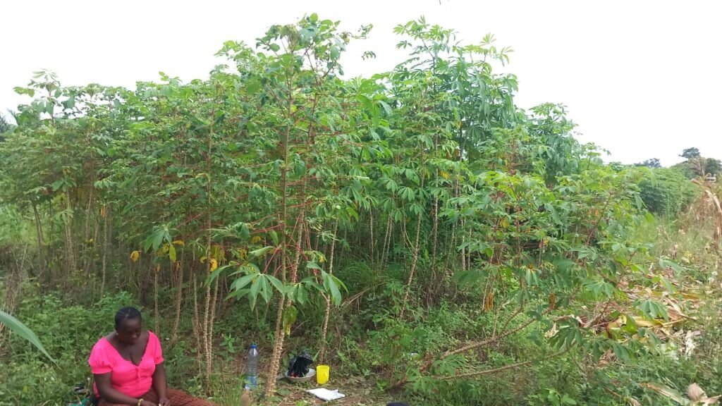 RMC-Farms Harvesting time in Ghana #4