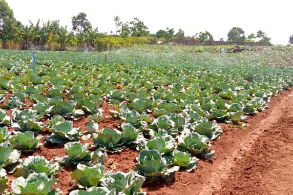 Cabbage farming in Namayingo District of Uganda.