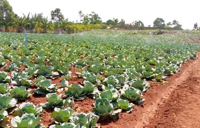 Cabbage farming in Namayingo District of Uganda.