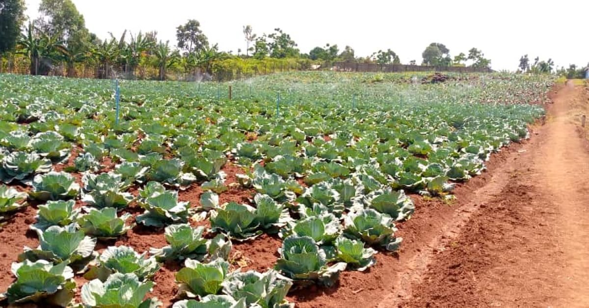 Cabbage farming in Namayingo District of Uganda. Cabbage farming in Namayingo District of Uganda.