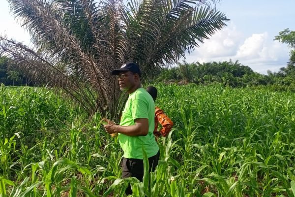 Founder inspecting two acre maize farm in Ghana