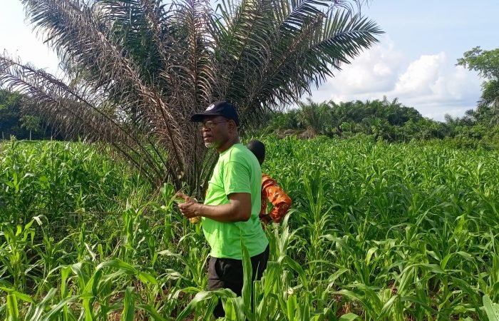 Founder inspecting two acre maize farm