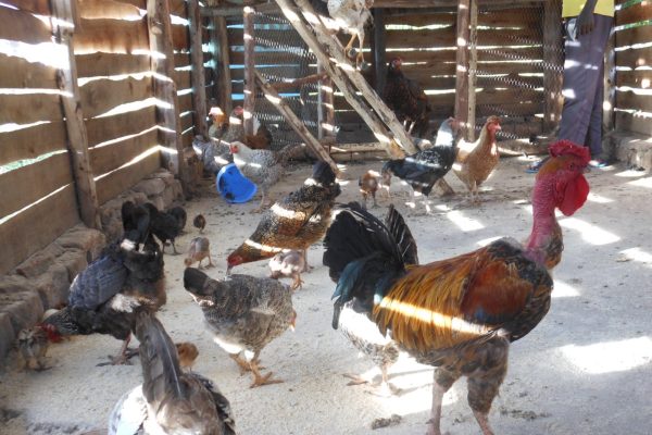 Poultry Project in Soroti,Uganda