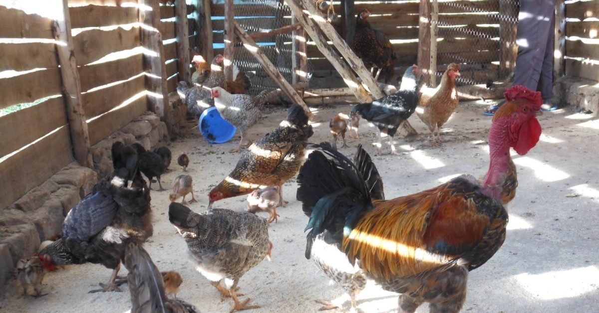 Poultry Project in Soroti,Uganda Poultry Project in Soroti,Uganda